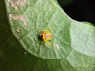 Description de l'image Spintharidius rhomboidalis - Ryan Wanfredo Almeida - 400417492.jpeg.