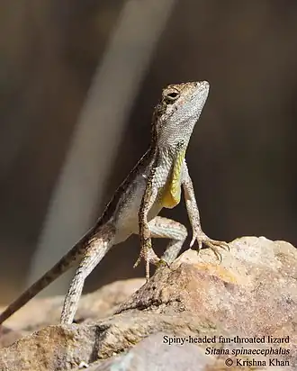 Description de l'image Spiny-headed fan-throated lizard Sitana spinaecephalus by Ashahar alias Krishna Khan Amravati.jpg.