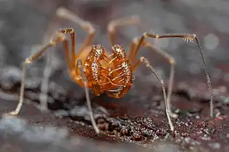 Description de l'image Spiny capture cage.jpg.