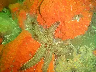 Marthasterias africana.