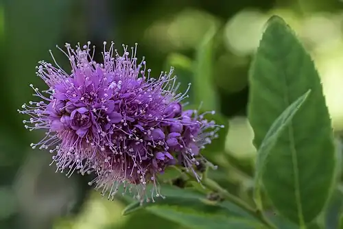 Spirée à feuille de saule dans les Hauts-de-France.