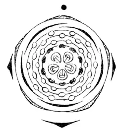 Diagramme floral de Spiraea hypericifolia