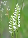 Song of the Irish Lady's Tresses Orchid (no&nbsp;12, 1987)