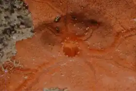 Spirastrella cunctatrix(Clionaida)