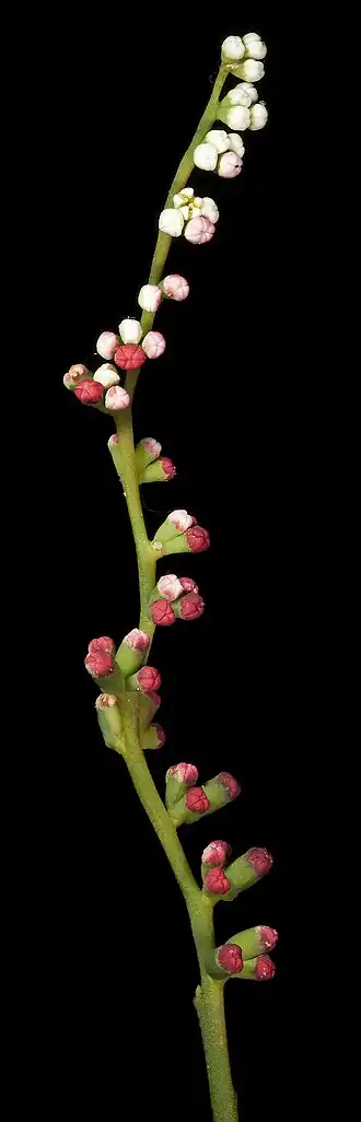 Description de l'image Spirogardnera rubescens - Flickr - Kevin Thiele.jpg.