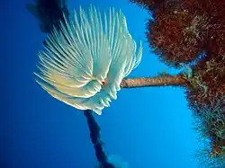 Sabella spallanzanii (Sabellidae).