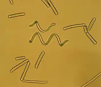 Spirulina sp. au microscope (Pseudanabaenaceae).