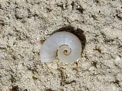 Coquille de spirule (céphalopode)