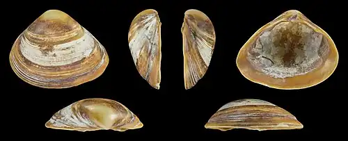 Forme marronValve gauche