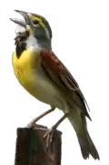 Dickcissel d'Amérique mâle perché sur un poteau métallique, chantant cou tendu et bec ouvert.