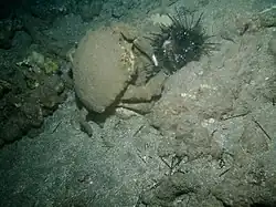 Crabe-éponge dévorant un oursin