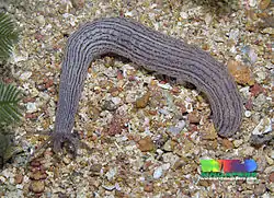 Une Synaptula non identifiée à Singapour.