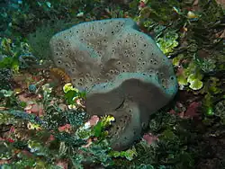 Spongia lamella (Spongiidae)