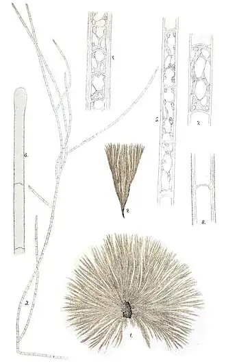 Description de l'image Spongomorpha aeruginosa as Acrosiphonia bombycina in Kjellman 1893.jpg.