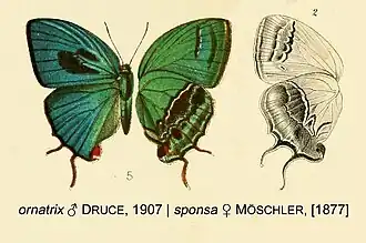 Description de l'image SponsaMoschler ornatrixDruceOD.jpg.