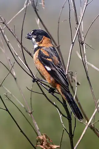 Description de cette image, également commentée ci-après