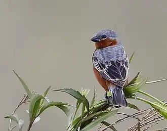Sporophile à croupion roux mâle (Sporophila hypochroma)