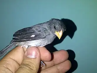 Description de cette image, également commentée ci-après