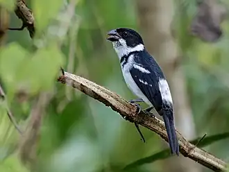 Description de l'image Sporophila murallae - Caqueta seedeater (male); Serra do Divisor National Park, Acre, Brazil.jpg.