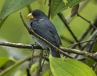 Description de l'image Sporophila schistacea by Franscesco Veronesi (cropped).jpg.