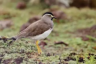 Description de cette image, également commentée ci-après