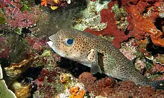 Diodon hystrix (Sulawesi, Indonésie).