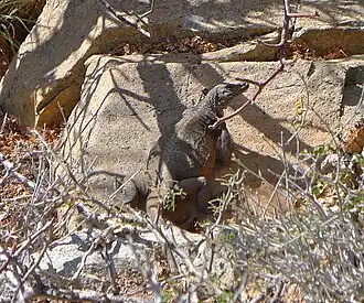 Description de l'image Spotted Chuckwalla imported from iNaturalist photo 280210 on 21 April 2022.jpg.
