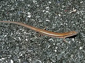Description de l'image Spotted Forest Skink (Sphenomorphus maculatus) (7851609456).jpg.