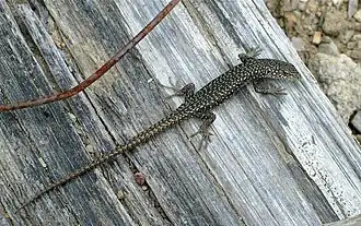 Description de l'image Spotted_Skink_(Niveoscincus_ocellatus).jpg.