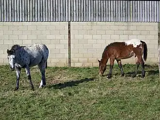 Poney tacheté britannique près de Woodford