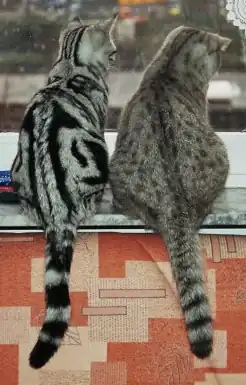 Deux tabby côte à côte : « blotched  tabby » et « spotted tabby »