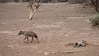 Hyène tachetée au parc national de l'Awash en mai 2014.