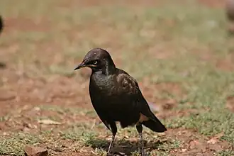 Spréo bicolore (Spreo bicolor)