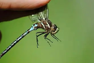 Description de l'image Springtime Darner.jpg.