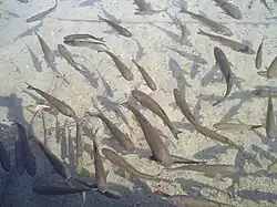 un banc de chevesnes