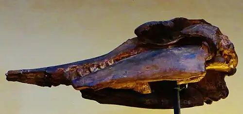 Crâne fossilisé de Squalodon bariensis.