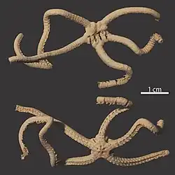 Squamophis amamiensis.