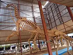 Squelette de dinosaure.