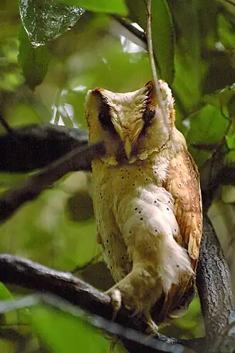 À Top Slip, collines d'Anamalai, Tamil Nadu