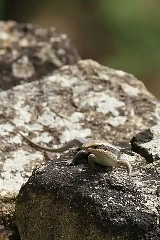 Description de l'image Sri Lanka Lanka skink (Lankascincus fallax) (16671771981).jpg.