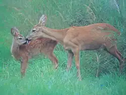 Chevreuil (Capreolus capreolus)