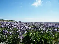 Lilas de mer à la Maye.