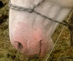 Photo en gros plan de la tête d'un cheval présentant le positionnement d'un licol éthologique entre les yeux et les naseaux