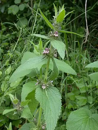 Description de cette image, également commentée ci-après