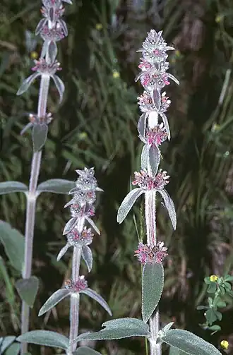 Description de l'image Stachys germanica1 eF.jpg.