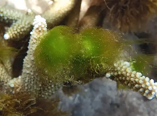 Stade initial d'un gazon à Ceramiales