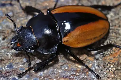Odontolabis mouhoti elegans femelle (coléoptère, lucaninae)