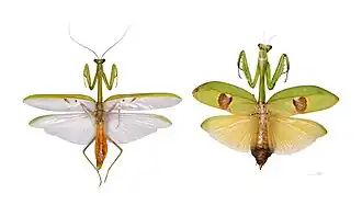 Stagmatoptera supplicaria - Muséum de Toulouse