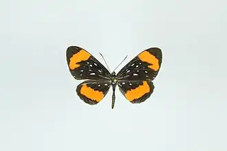 Stalachtis euterpe