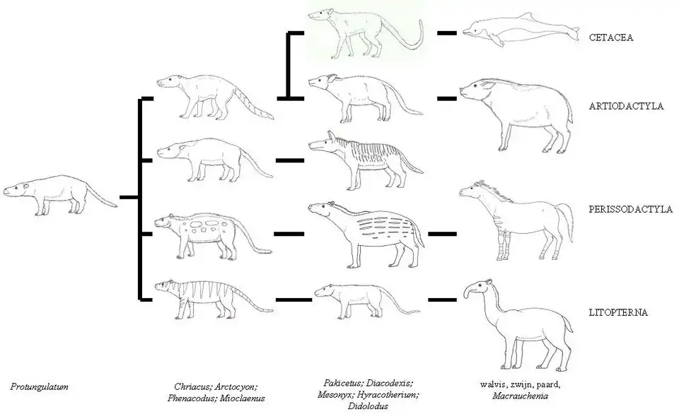 Proposition d'arbre phylogénétique de plusieurs ordres de mammifères, dont les Litopterna